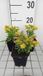 GRDplanten Groendecor Tuinarchitectuur 6x Guldenroede - Solidago 'Laurin' | 9x9 cm pot