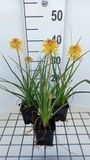 GRDplanten Groendecor Tuinarchitectuur 6x Vuurpijl - Kniphofia hybr. 'Banana Popsicle' | 9x9 cm pot
