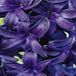 JUB - Hyacinthus Blue Trophy