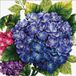 Needleart Lieveheersbeestje borduurset Hortensia, kruissteekset ca. 40 x 40 cm, complete set voor een hoekig borduurmotief, handwerkhobby voor volwassenen en kinderen vanaf 8 jaar
