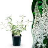 Plantenboetiek.nl Buddleja davidii White Profusion Vlinderstruik Winterhard Wit Ø18cm 25-40cm hoog Tuinplant