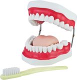 MedMod Modèle dentaire pour la démonstration du brossage des dents chez les enfants