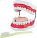 MedMod Modèle dentaire pour la démonstration du brossage des dents chez les enfants
