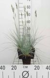 GRDplanten Groendecor Tuinarchitectuur 6x Zwenkgras - Festuca glauca 'Elijah Blue' | 9x9 cm pot