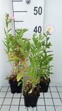GRDplanten Teunisbloem 6x Teunisbloem - Oenothera speciosa | 9x9 cm pot