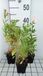 GRDplanten Teunisbloem 6x Teunisbloem - Oenothera speciosa | 9x9 cm pot