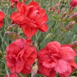Arborix Dianthus 6 x Dianthus 'David' - Grasanjer Pot 9x9 cm - Roze Sierlijke Bloemen