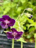 GRDplanten Groendecor Tuinarchitectuur 6x Ooievaarsbek - Geranium phaeum 'Raven' | 9x9 cm pot