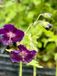 GRDplanten Groendecor Tuinarchitectuur 6x Ooievaarsbek - Geranium phaeum 'Raven' | 9x9 cm pot