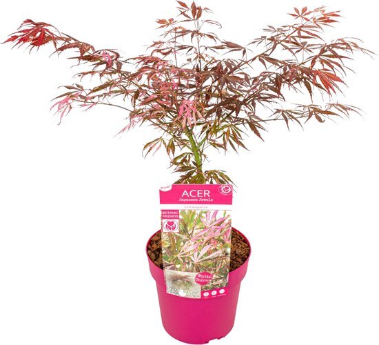 Plant in a Box - Acer palmatum &#39;Extravaganza&#39; - Japanse Esdoorn - Winterhard - Tuinplant - Pot 19cm - Hoogte 50-60cm