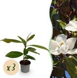 Plantenboetiek.nl Magnolia grandiflora - Bloem Wit - 3 Planten - Bladhoudend - Weinig Onderhoud - Ø12cm - 30cm hoog - Tuinplant