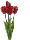 Erutan avon PSO Triumph tulip bundle Sally x5 red 29 cm