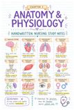 Nursing Study Notes: Anatomy and Physiology Handwritten-Style Study Guide