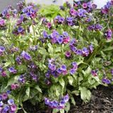 Arborix Pulmonaria 6 x Pulmonaria 'Smokey Blue' - Longkruid pot 9x9cm