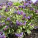 Arborix Pulmonaria 6 x Pulmonaria 'Smokey Blue' - Longkruid pot 9x9cm