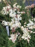 GRDplanten Groendecor Tuinarchitectuur 6x Knolspirea - Filipendula vulgaris | 9x9 cm pot