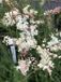 GRDplanten Groendecor Tuinarchitectuur 6x Knolspirea - Filipendula vulgaris | 9x9 cm pot