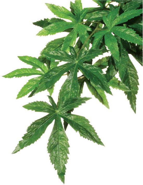 Exo Terra Jungle Plant - Abuliton