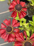 GRDplanten Groendecor Tuinarchitectuur 6x Zonnekruid - Helenium hybr. 'Kupferzwerg' | 9x9 cm pot