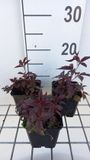 GRDplanten Groendecor Tuinarchitectuur 6x Gillenia - Gillenia trif. 'Pink Profusion' | 9x9 cm pot
