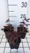 Groendecor Tuinarchitectuur 6x Gillenia - Gillenia trif. 'Pink Profusion' | pot de 9x9 cm