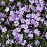 Arborix Phlox 6 x Phlox 'Lilac Cloud' - Vlambloem pot 9x9cm