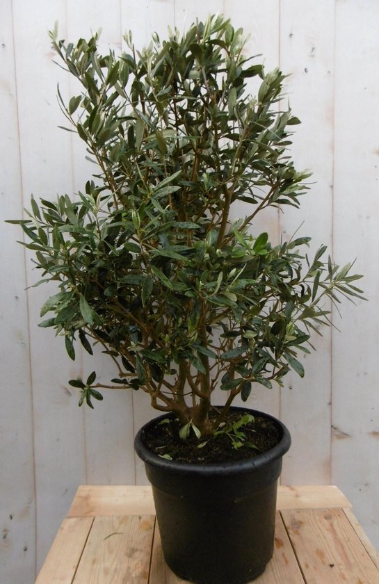 Warentuin Natuurlijk Olijfboom Olea Struik Europaea stamhoogte 50 cm en hoogte 90 cm