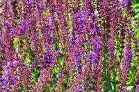 GRDplanten Salie 6x Salvia sylv. 'Dear Anja' | 9x9 cm pot