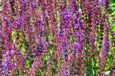 GRDplanten Salie 6x Salvia sylv. 'Dear Anja' | 9x9 cm pot
