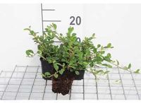 Groendecor Tuinarchitectuur 12x Dwergmispel - Cotoneaster dammeri | pot 9x9 cm
