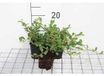 GRDplanten Groendecor Tuinarchitectuur 12x Dwergmispel - Cotoneaster dammeri | 9x9 cm pot