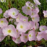 Arborix Oenothera Speciosa 'Siskiyou' 6 x Teunisbloem pot 9x9cm