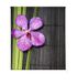 Estoralis Zen Rolgordijn, modern design, transparant, met digitale print, model Z-1061, 130 x 255 cm (b x h), 127 x 250 cm