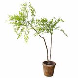 Loberon Decoratieve potplant, 2e keuze Avenelle groen