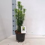 GRDplanten Cephalotaxus haringtonia 'Korean Gold' - Knoptaxus | 50-60 cm pot