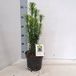 GRDplanten Cephalotaxus haringtonia 'Korean Gold' - Knoptaxus | 50-60 cm pot