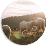 Merkloos / Sans marque PVC Muurcirkel - Drie Schaapjes in Landschap - 40x40 cm