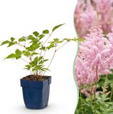 Green boutiQ Astilbe Roze Vasteplant - 24 Planten - Pot 11cm