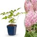 Green boutiQ Astilbe Roze Vasteplant - 24 Planten - Pot 11cm
