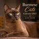 Burmese Cats Calendar 2027
