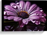Merkloos / Sans marque Take your time Canvas - Paarse Margriet met Waterdruppels erop bij Donkere Achtergrond - Bloemen - 40x30 cm Foto op Canvas Schilderij (Wanddecoratie op Canvas)