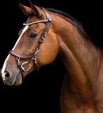 Presteq Frontriem Presteq Shinebright Bruin
