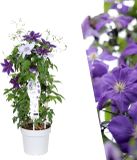 Plants by Frank | Clematis Double-Up Purple/White Mix | 1 Bosrank wit paars Mix | 23 cm Ø | 80 cm ↨ | klimplanten winterhard | klimplanten meerjarig | klimplanten tuin | Tuinplanten
