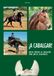 ¡A cabalgar! Nuevo método de iniciación para jinetes debutantes