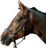 HKM Leren halster -Croco- zwart Full