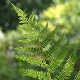 Arborix Athyrium 6 x Athyrium Filix-Femina - Wijfjesvaren pot 9x9cm - Sierlijke Bladplant