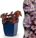 Green boutiQ - Heuchera micr. Palace Purple - Purperklokje - 12 Planten