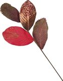VEA s.r.l. (ILM) Steel medium bladeren magnolia ross 58 cm, mix, normaal