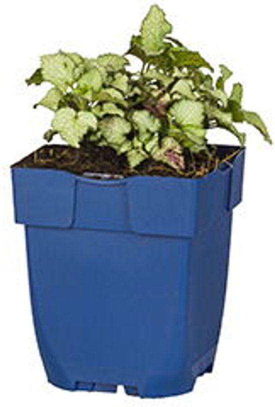 Griffioen Lamium mac. 'Beacon Silver'