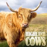 ML Publishing Calendrier 2027 Highland Cattle